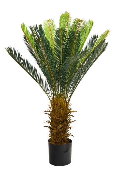 Pollice Verde - Cycas