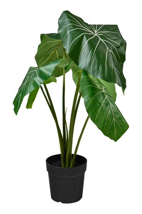 POLLICE VERDE - FILODENDRO