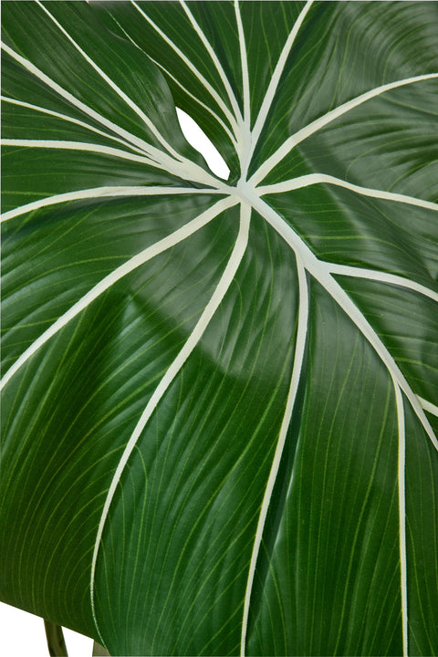 POLLICE VERDE - FILODENDRO