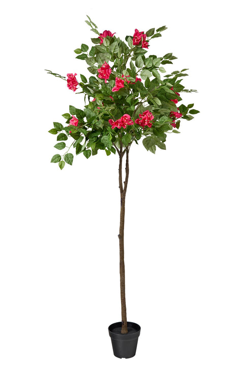 POLLICE VERDE - ALBERO BOUGANVILLE