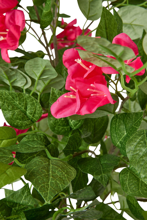 POLLICE VERDE - ALBERO BOUGANVILLE