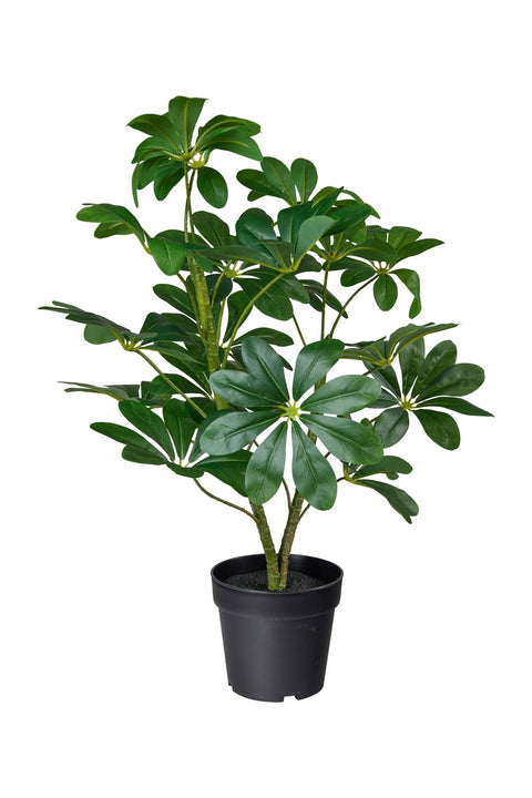 POLLICE VERDE - SCHEFFLERA