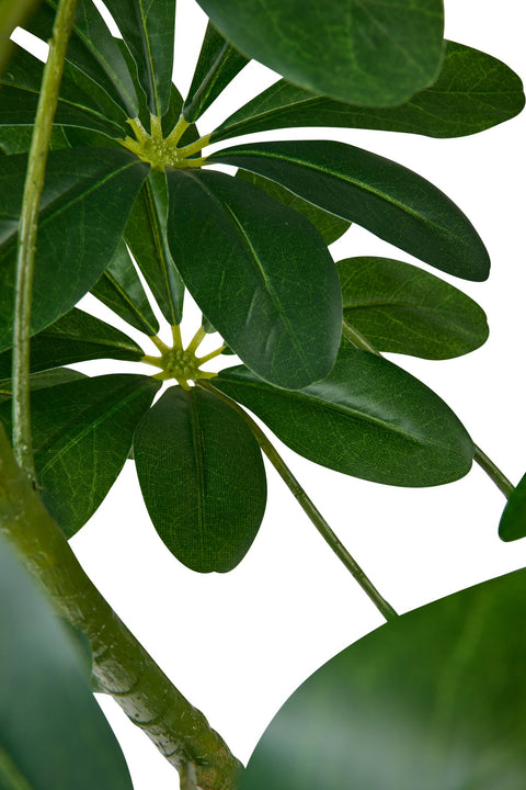 POLLICE VERDE - SCHEFFLERA