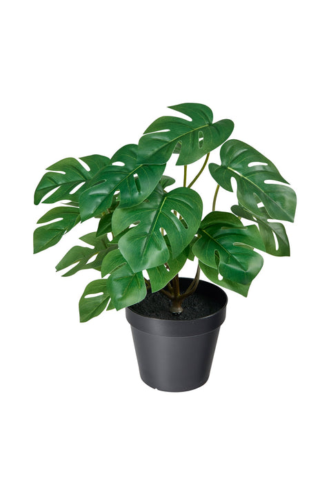 POLLICE VERDE - FILODENDRO PICCOLO