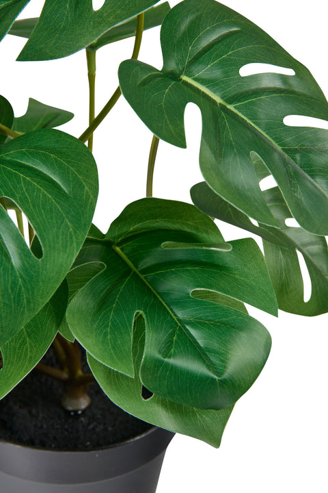 POLLICE VERDE - FILODENDRO PICCOLO