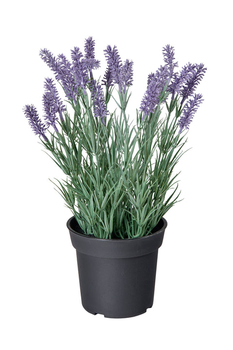 POLLICE VERDE - LAVANDA