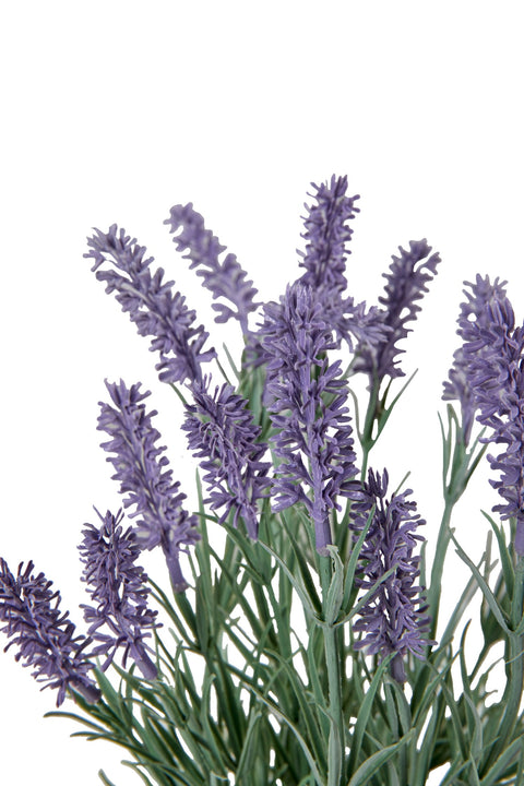 POLLICE VERDE - LAVANDA