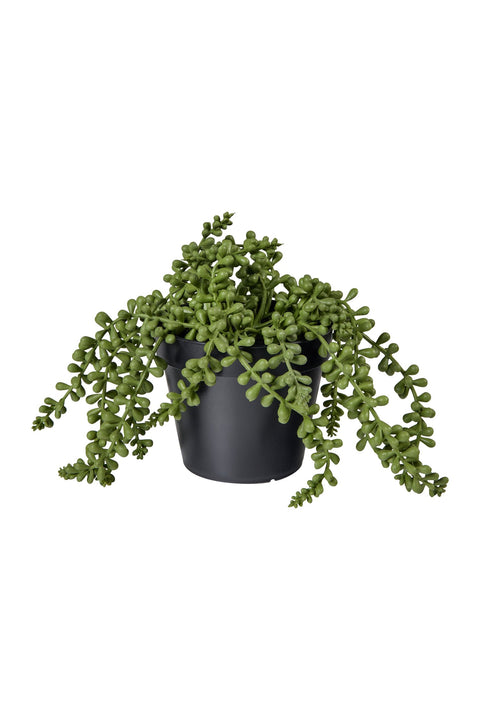 POLLICE VERDE - PIANTA GRASSA PENDENTE