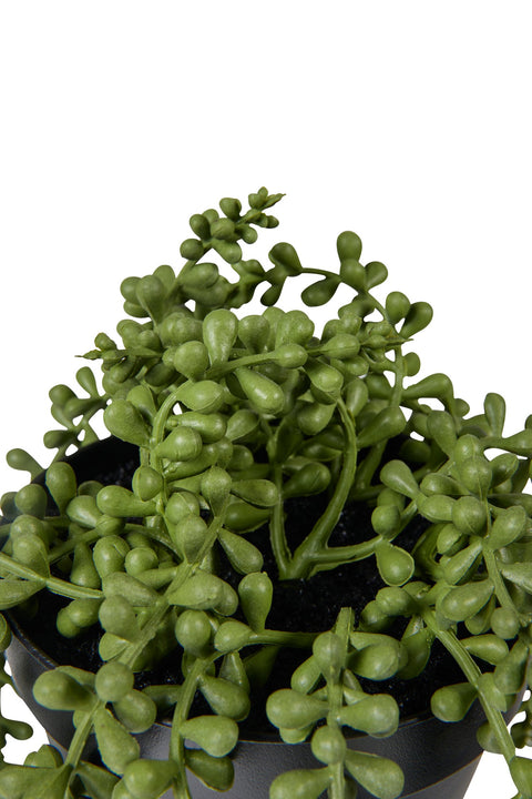 POLLICE VERDE - PIANTA GRASSA PENDENTE