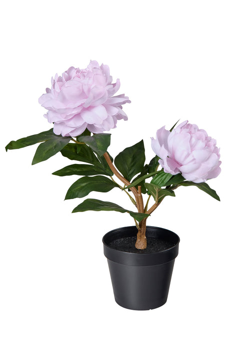 POLLICE VERDE - PIANTA FIORI PEONIA