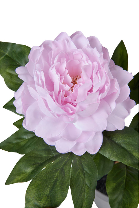 POLLICE VERDE - PIANTA FIORI PEONIA