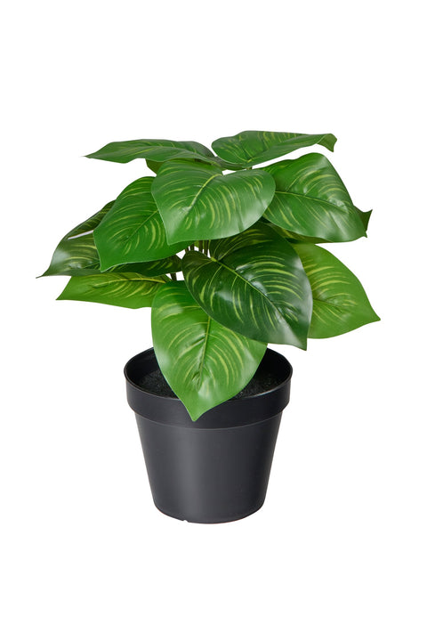 POLLICE VERDE - CALADIO