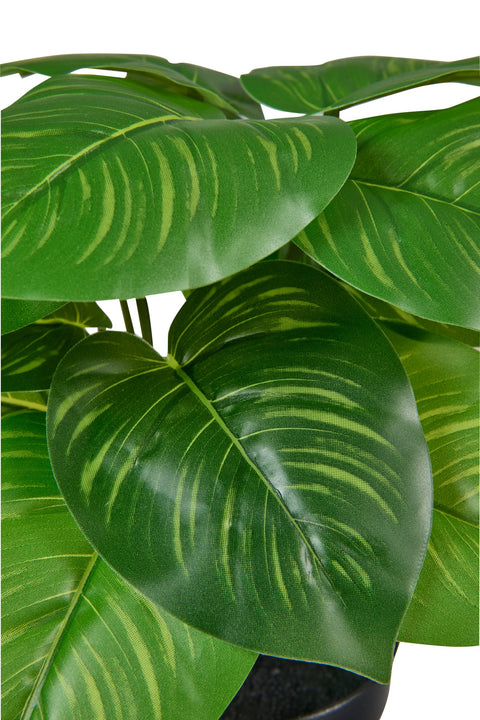 POLLICE VERDE - CALADIO