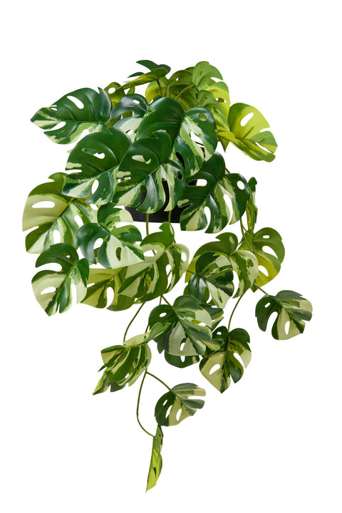 POLLICE VERDE - MONSTERA PICCOLA