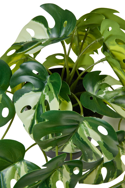 POLLICE VERDE - MONSTERA PICCOLA