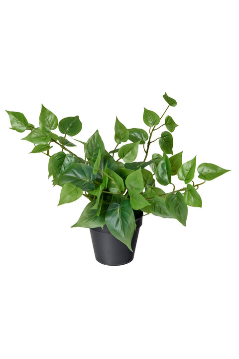 POLLICE VERDE - PHOTOS