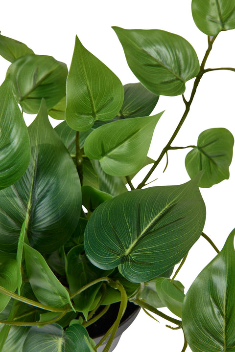 POLLICE VERDE - PHOTOS