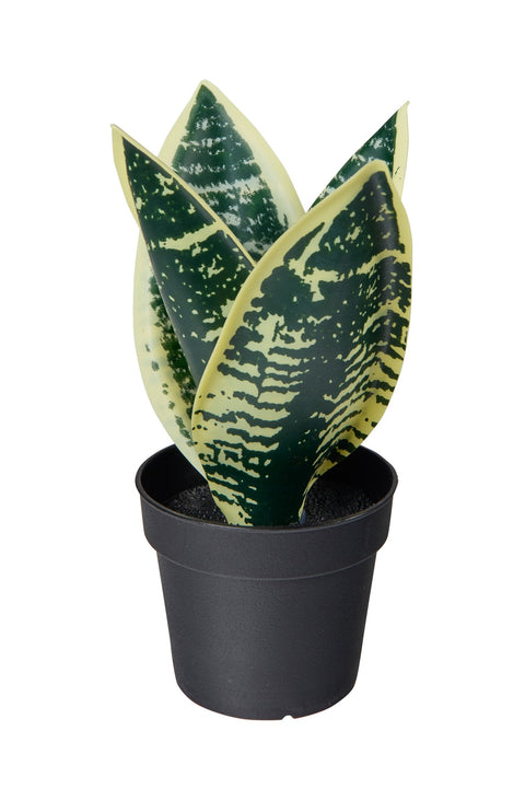 POLLICE VERDE - SANSEVIERA PICCOLA