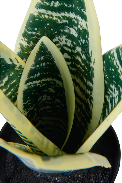 POLLICE VERDE - SANSEVIERA PICCOLA