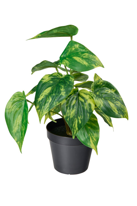 POLLICE VERDE - POTHOS PENDENTE FOGLIA STRIATA