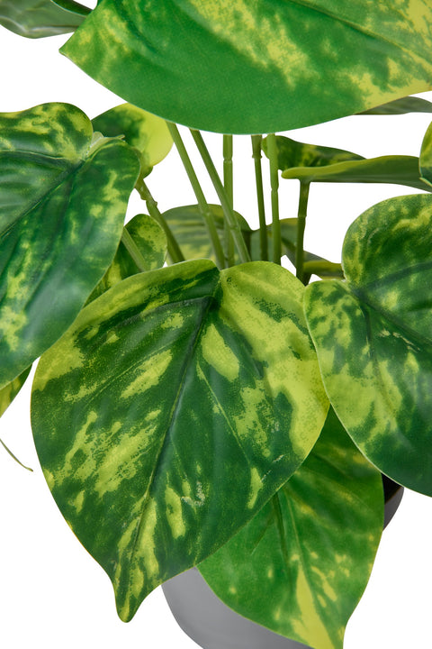 striped pothos Green Thumb - Striped Leaf Hanging Pothos